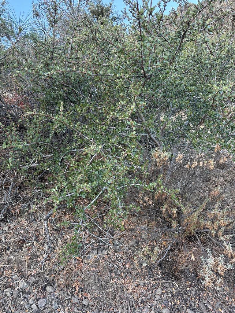 Ceanothus Cuneatus