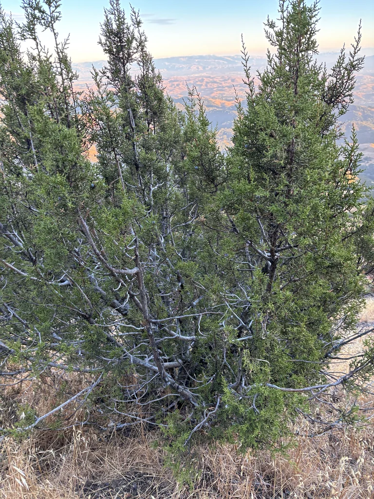 Juniperus Californica