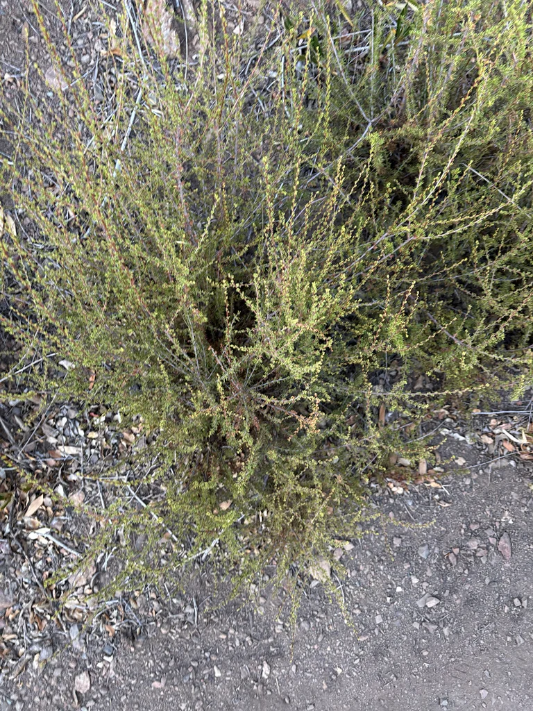 Adenostoma Fasciculatum