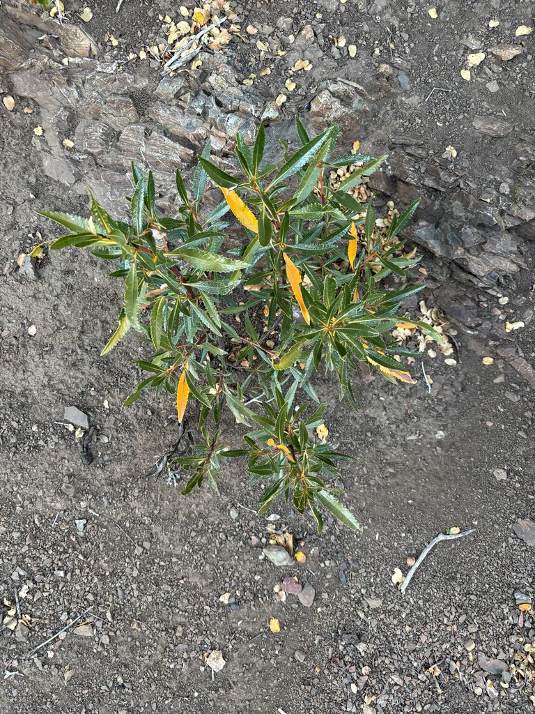 Eriodictyon Californicum