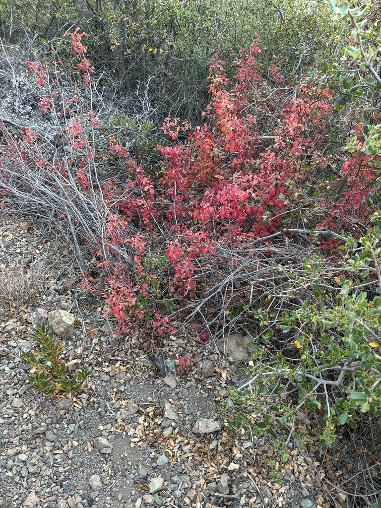 Toxicodendron Diversilobum