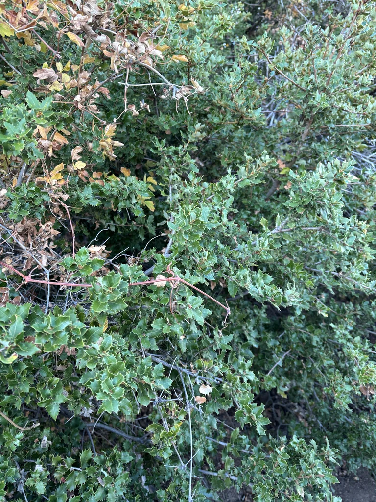 Quercus Chrysolepis