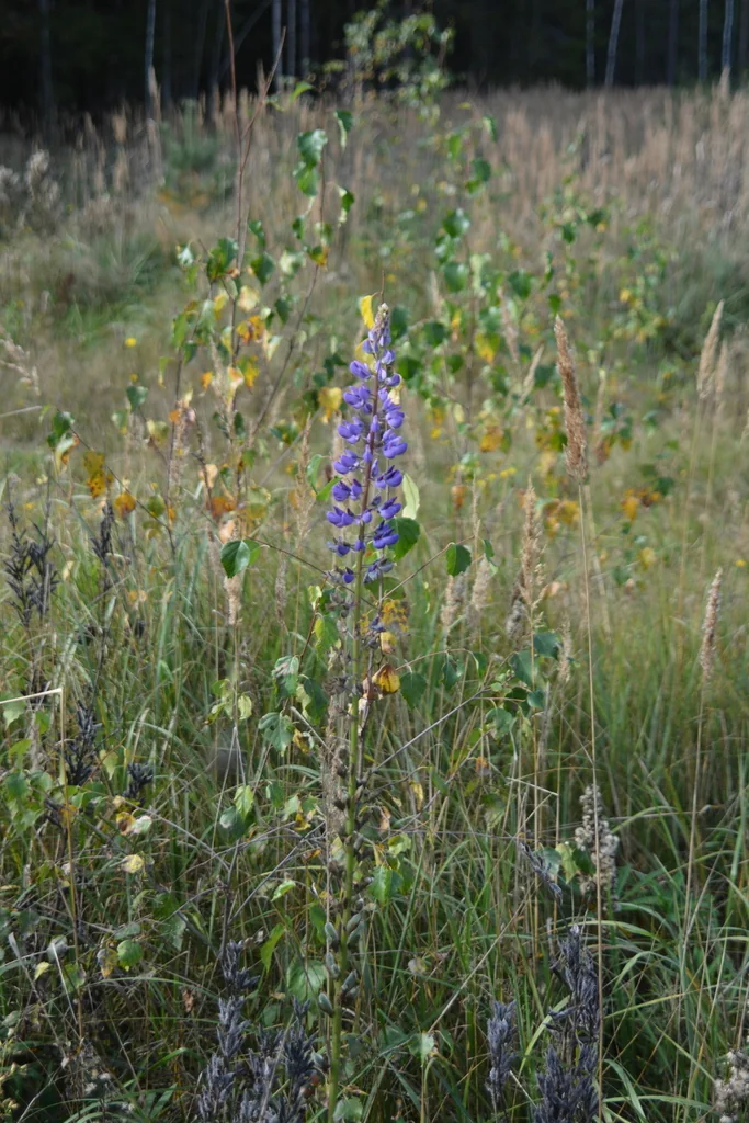 Lupinus Polyphyllus