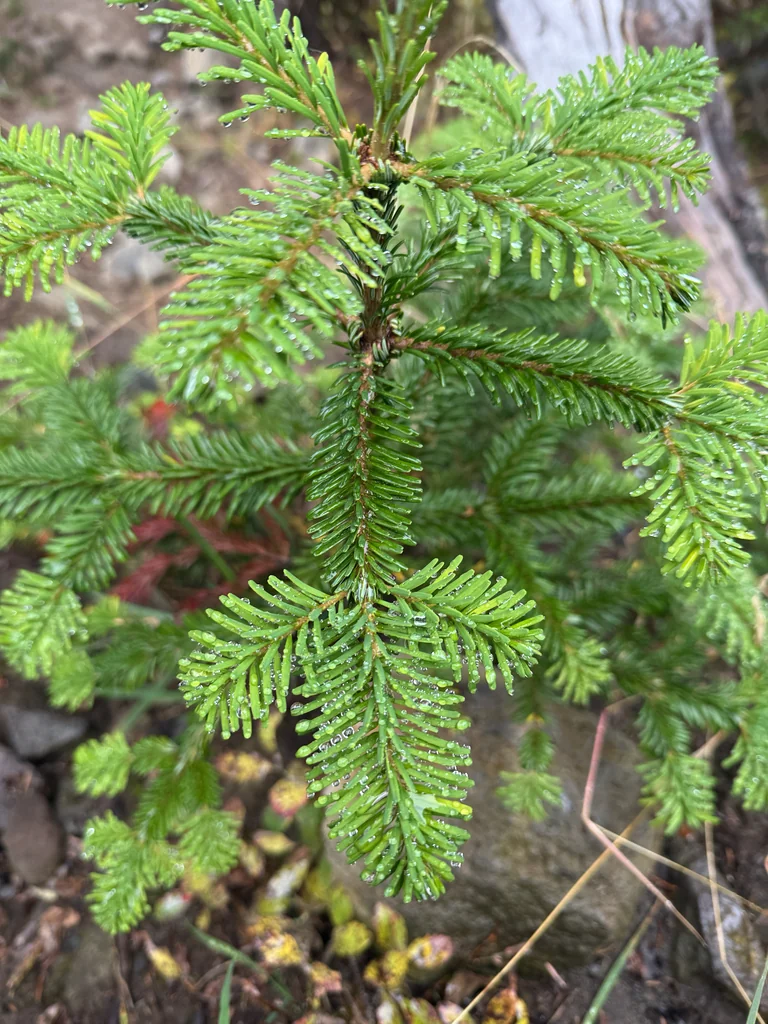 Abies Amabilis