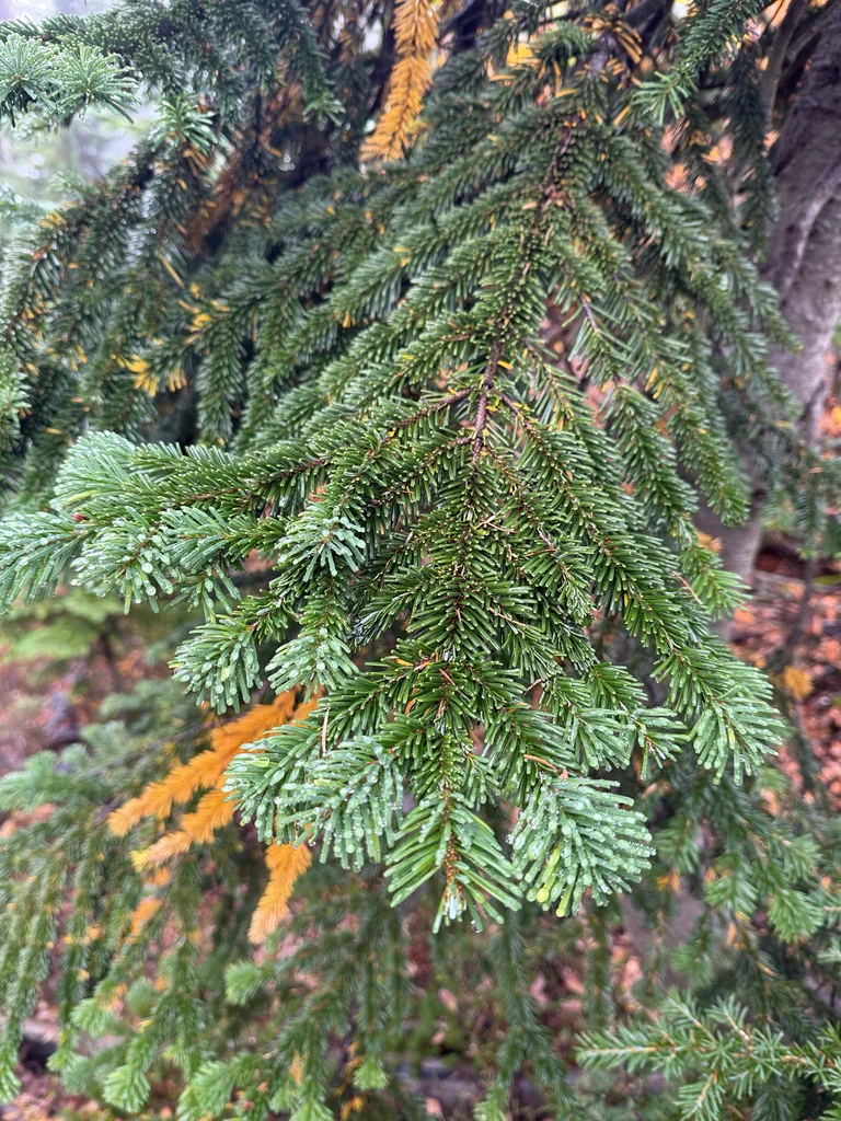Abies Amabilis