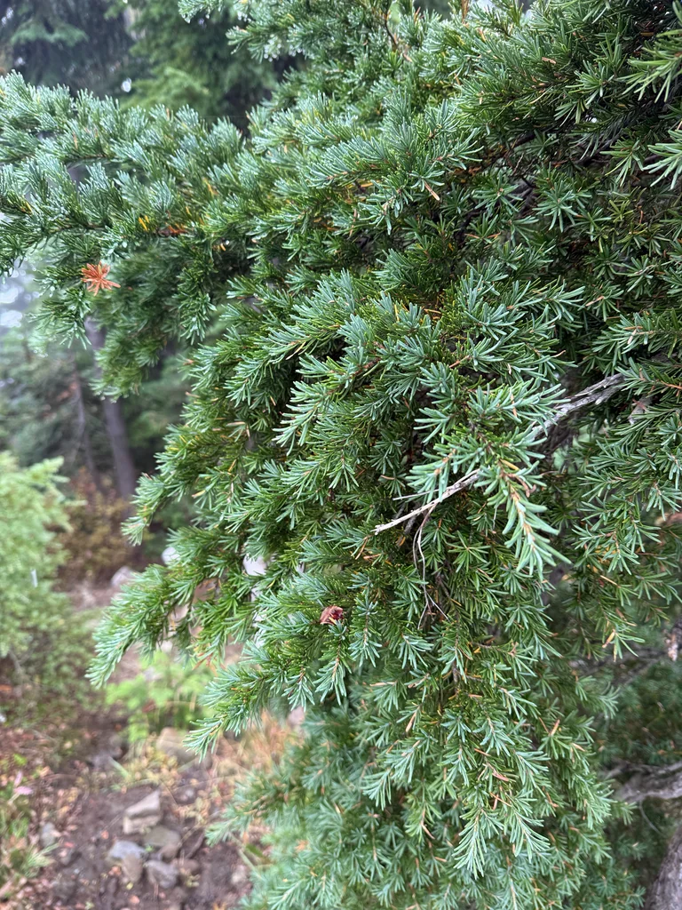 Tsuga Mertensiana