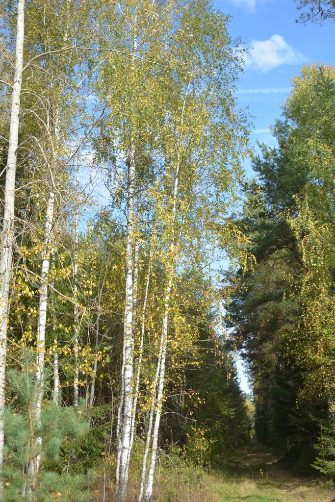 Betula Pendula