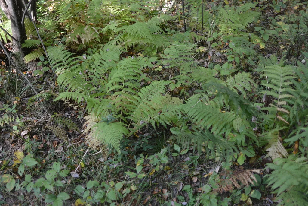 Athyrium filix-femina