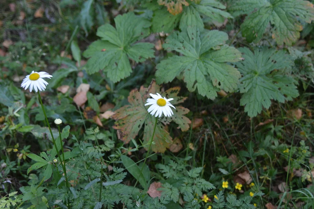 Chrysanthemum Leucanthemum