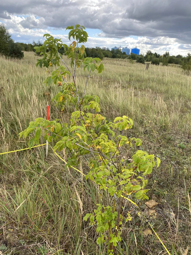 Acer Negundo