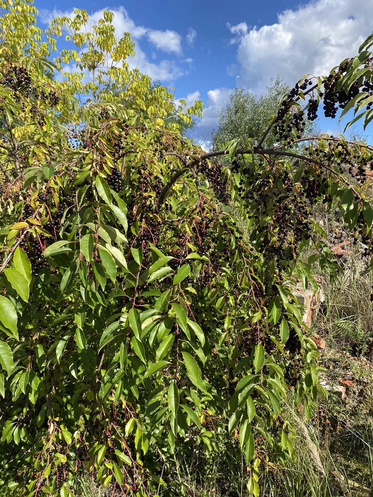 Prunus Serotina