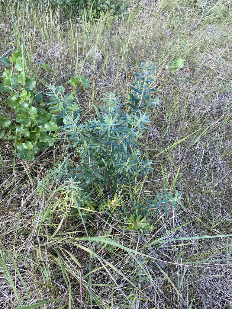 Hippophae Rhamnoides