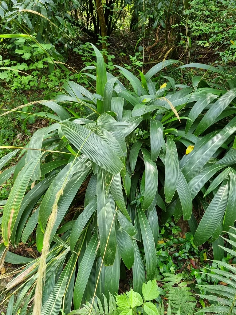 Setaria Palmifolia