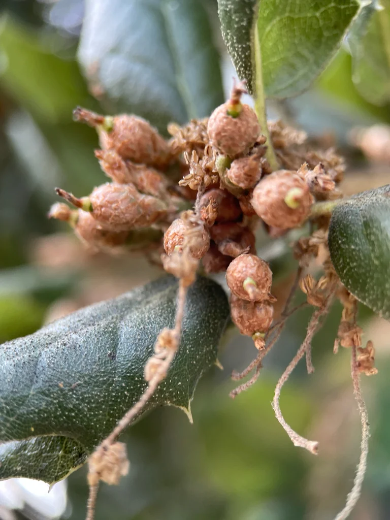 Quercus agrifolia
