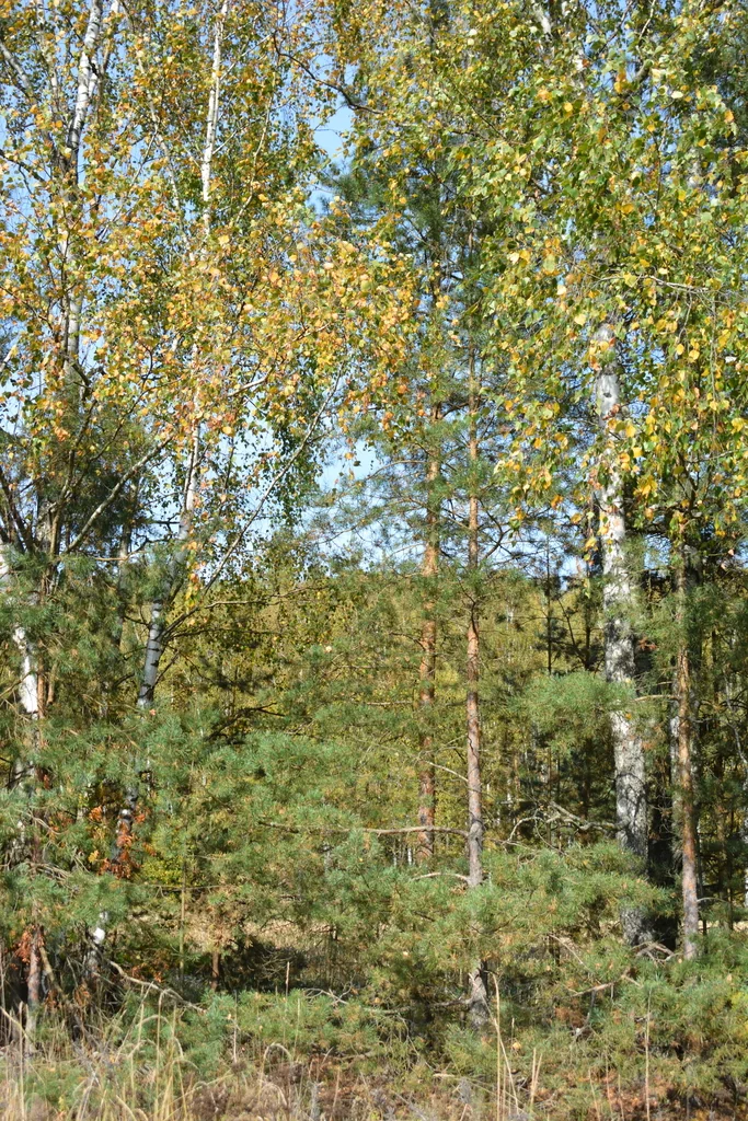 Pinus Sylvestris