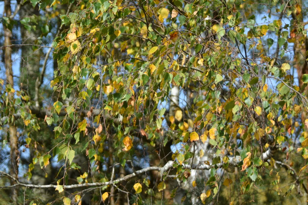 Betula Pendula