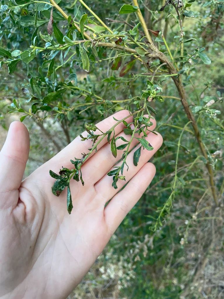 Baccharis Pilularis