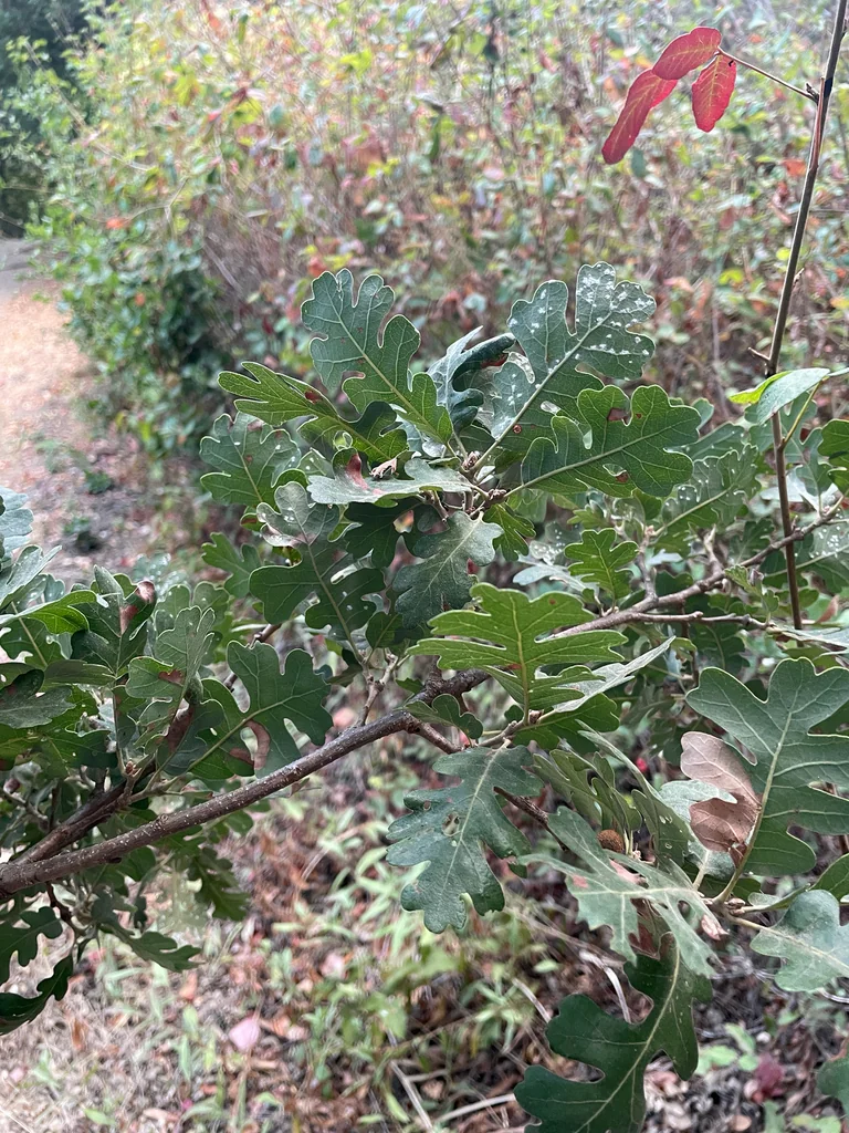 Quercus Lobata