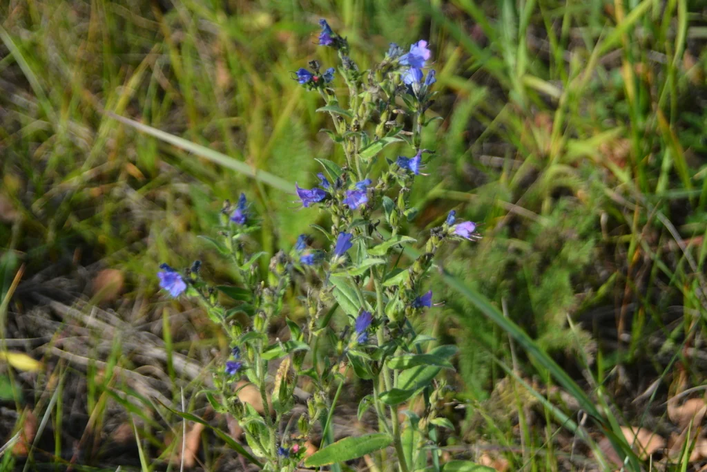 Echium Vulgare