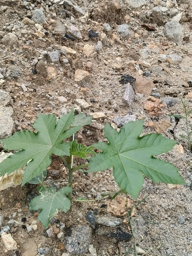 Ricinus Communis