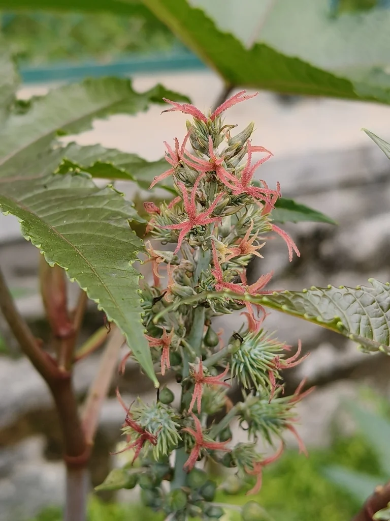 Ricinus Communis