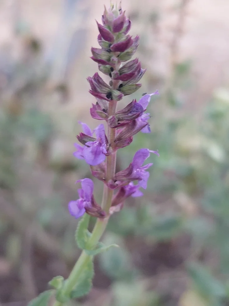 Salvia nemorosa