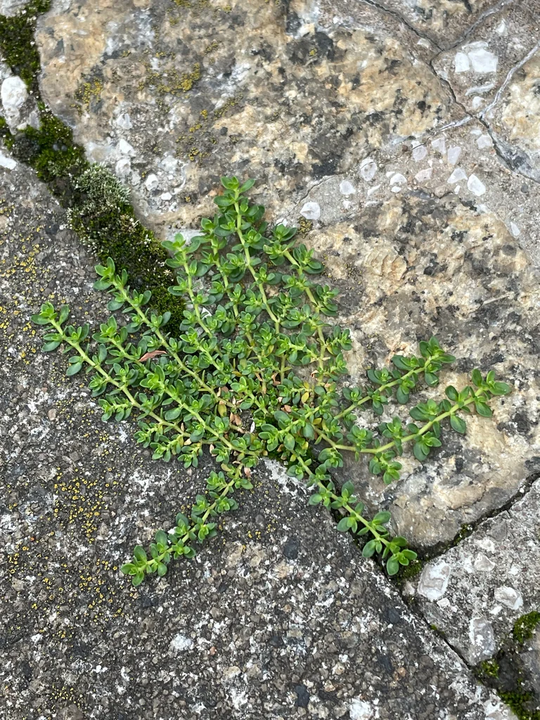 Herniaria Glabra