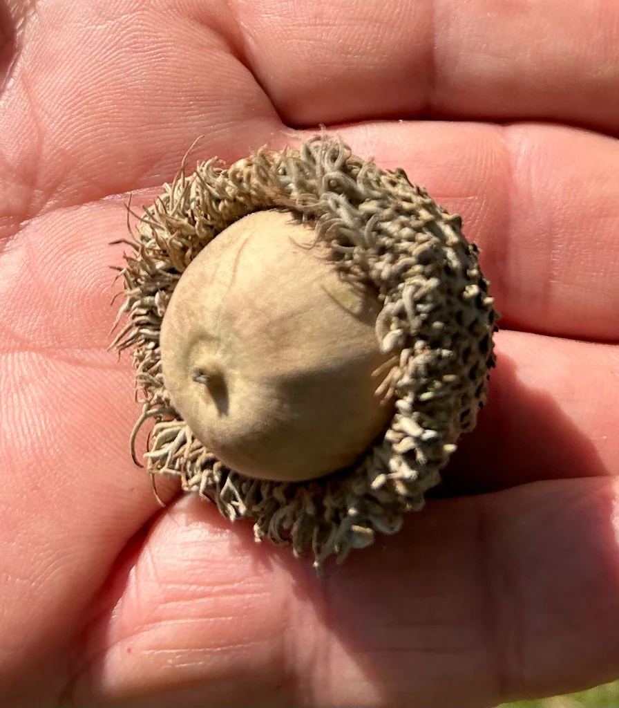 Quercus Macrocarpa