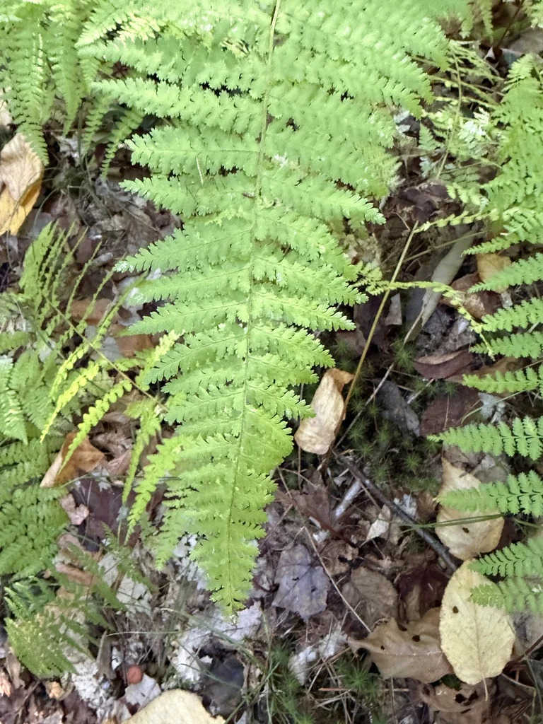 Dennstaedtia Punctiloba