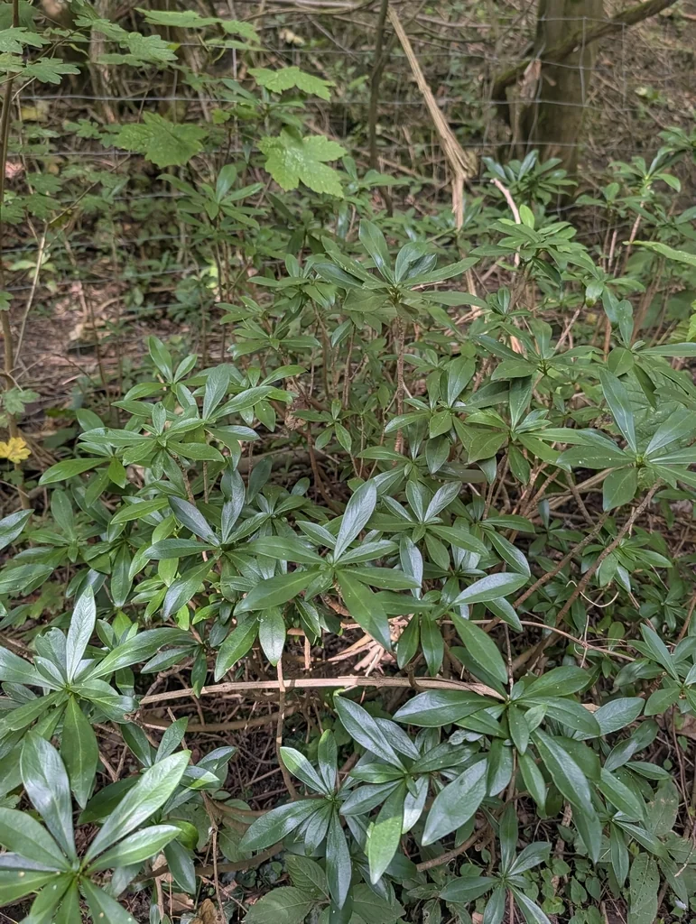Daphne Laureola