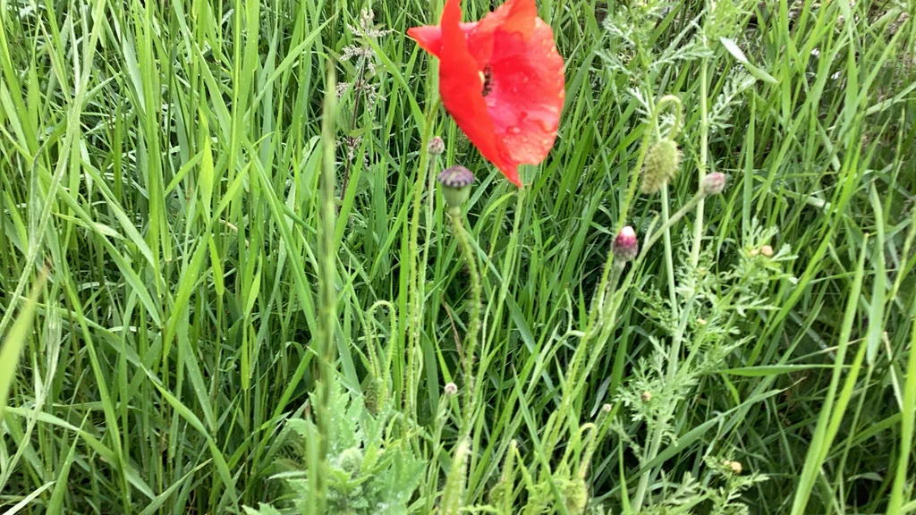 Papaver Rhoeas
