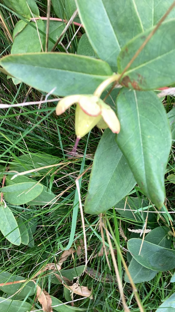 Hypericum Calycinum
