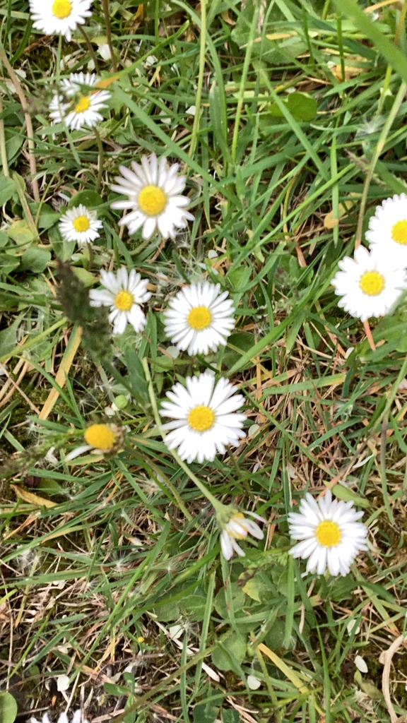 Bellis Perennis