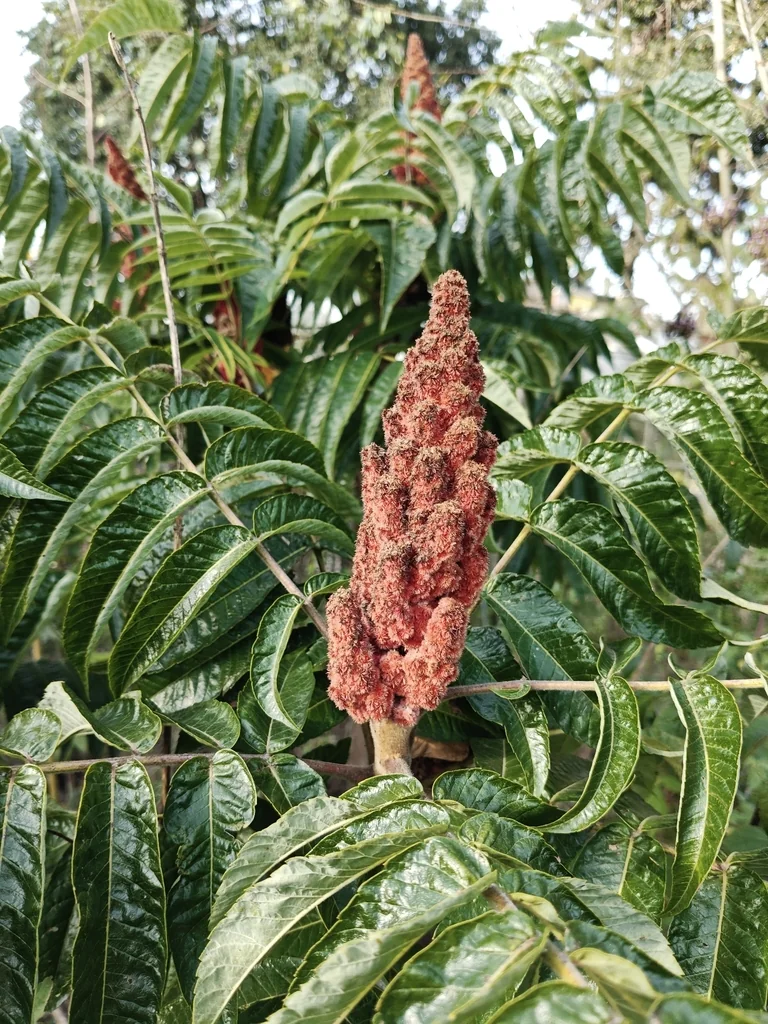 Rhus Typhina