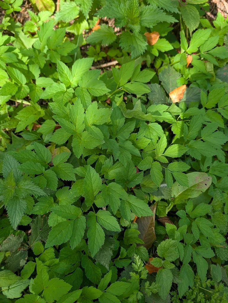 Aegopodium Podagraria