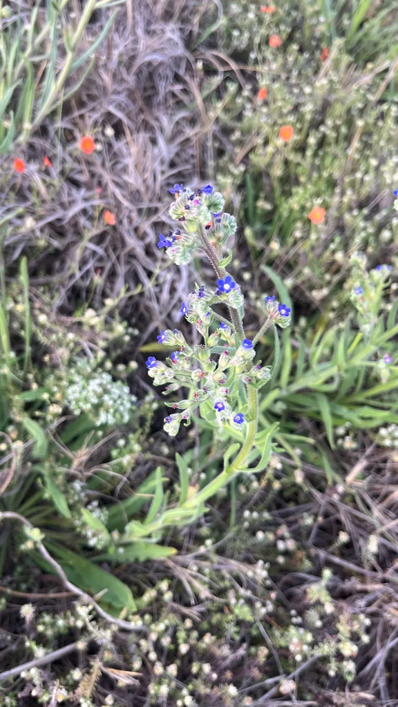 Anchusa Capensis