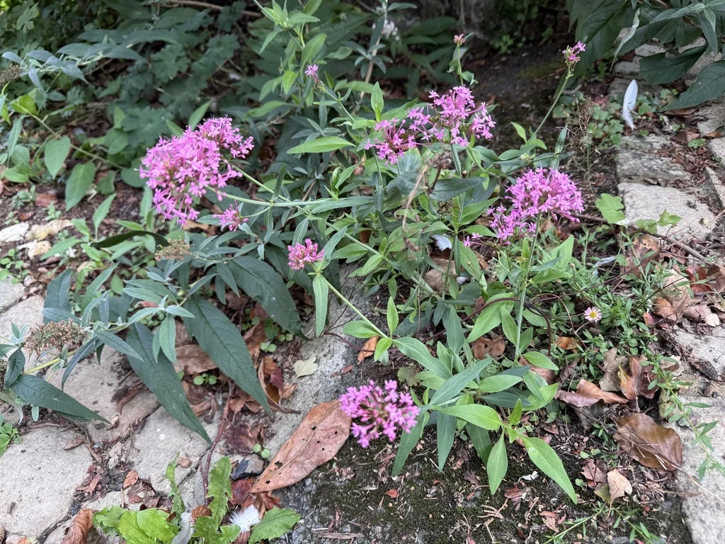 Centranthus Ruber