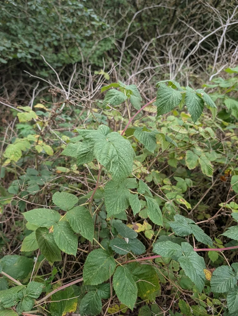 Rubus Idaeus