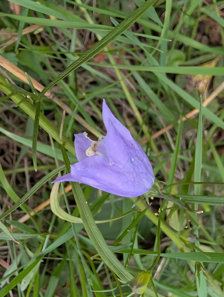 Campanula Rotundifolia