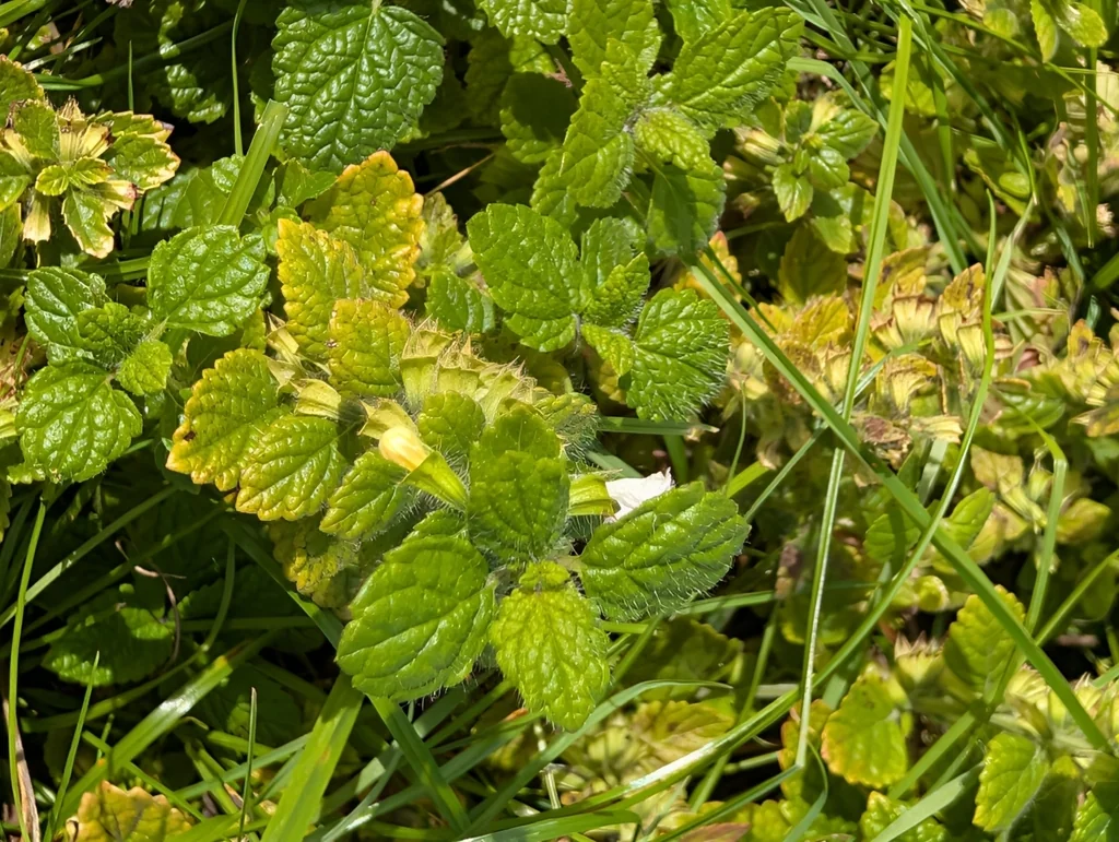 Melissa Officinalis
