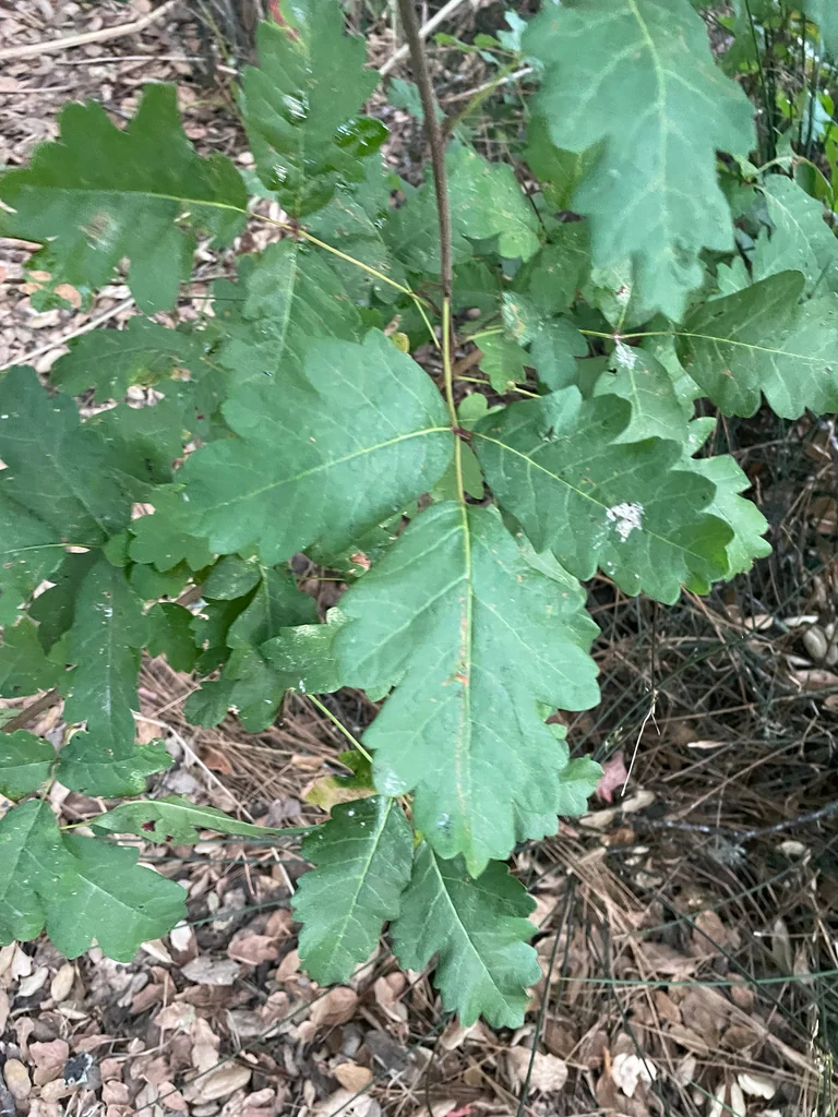 Toxicodendron Diversilobum