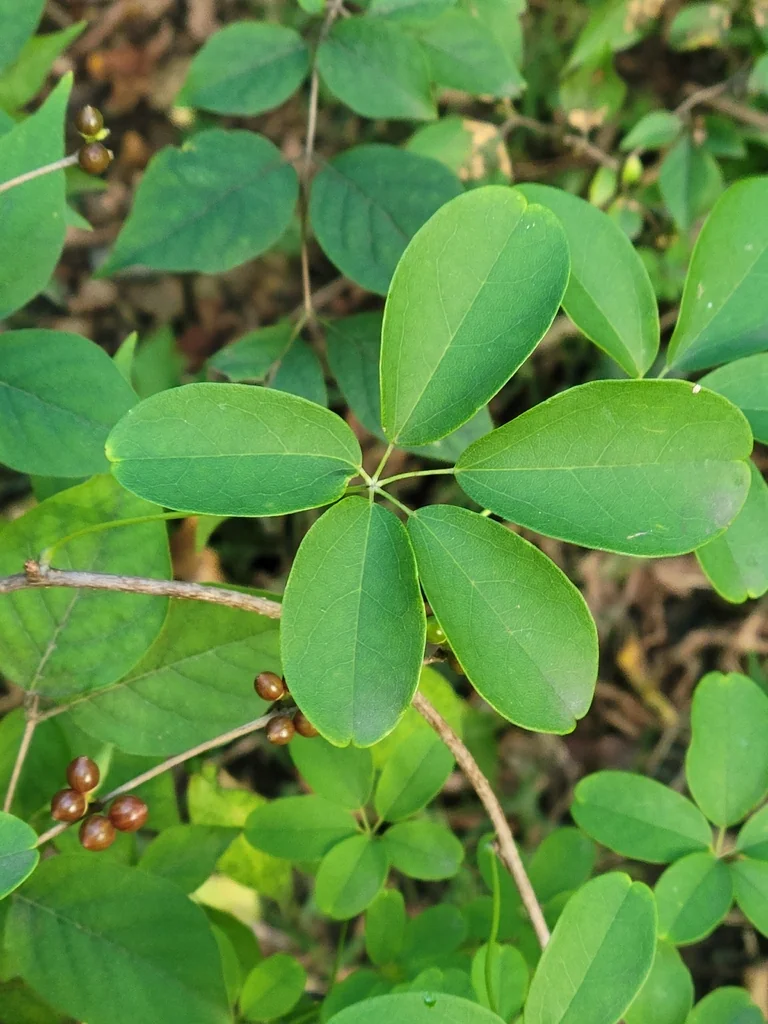 Akebia Quinata