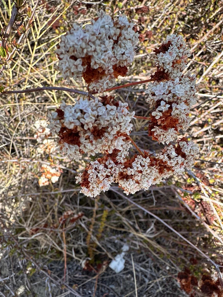 Eriogonum Fasciculatum