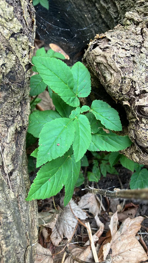 Aegopodium Podagraria