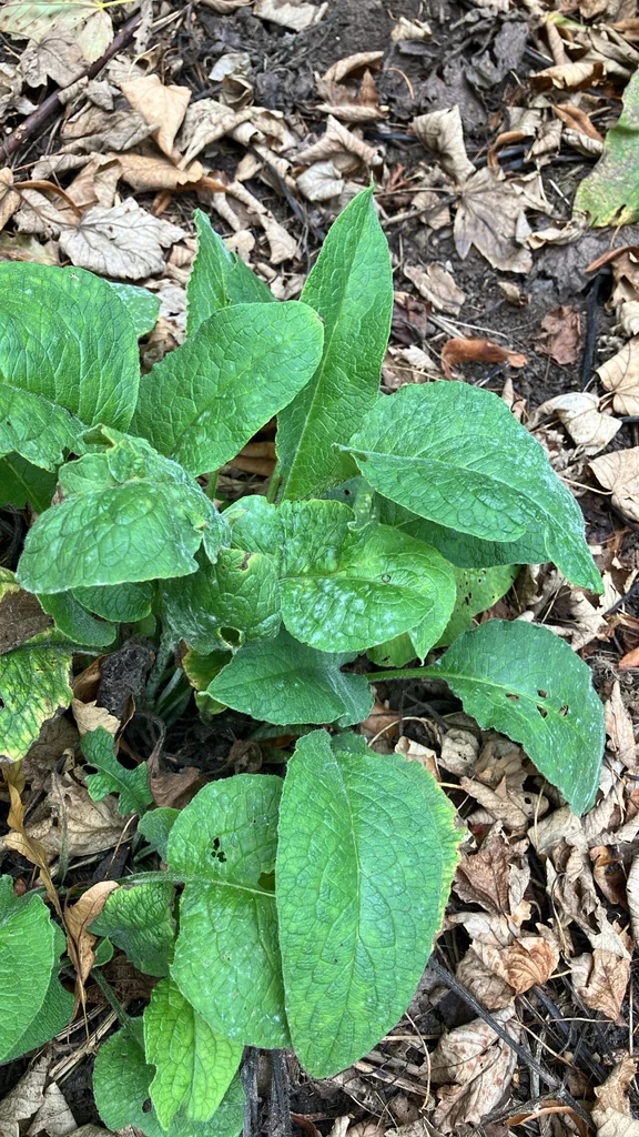 Digitalis Purpurea