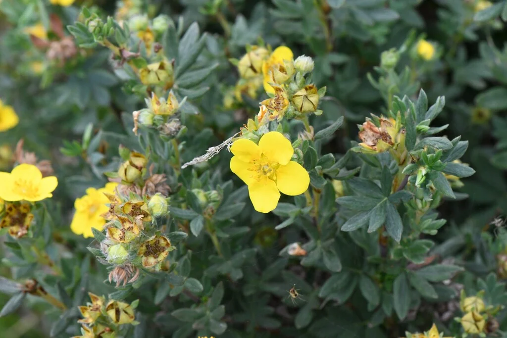 Potentilla fruticosa