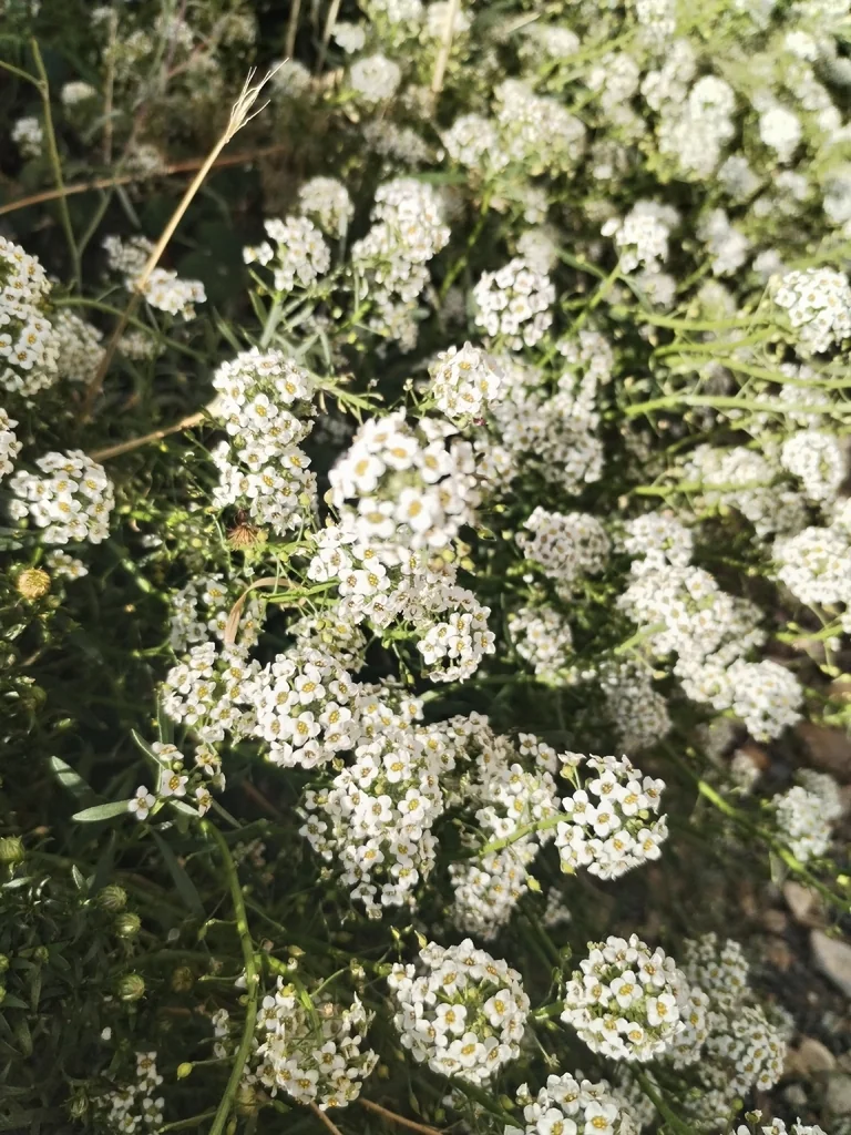 Lobularia maritima