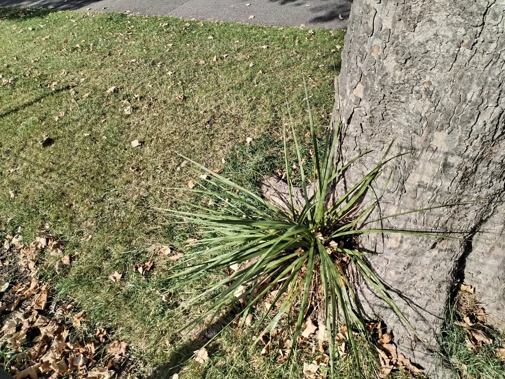 Cordyline australis