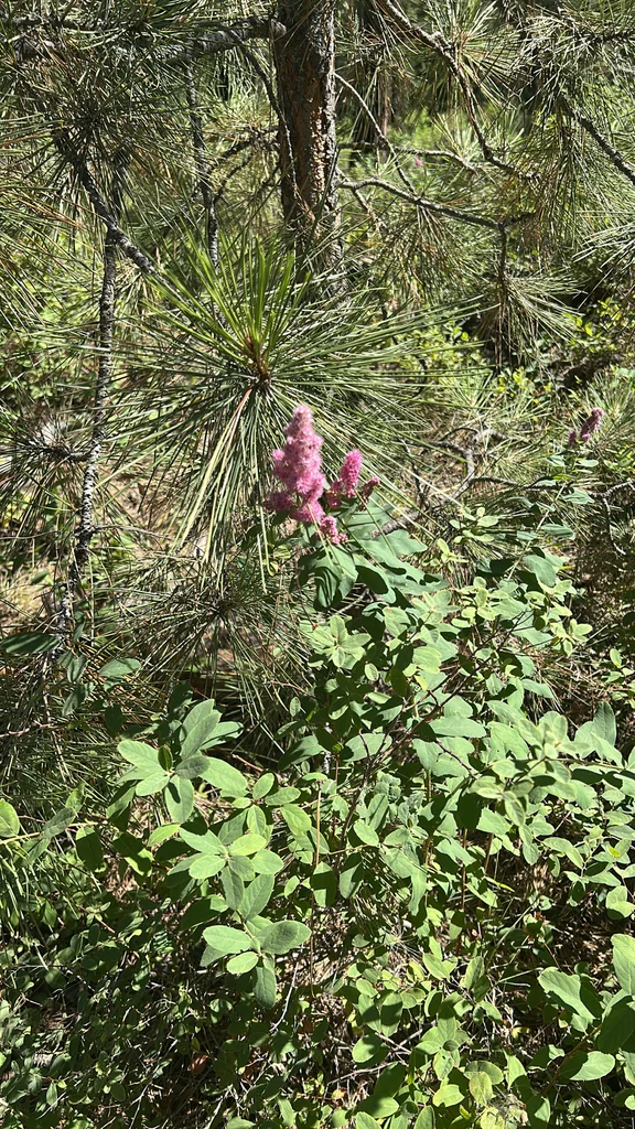 Spiraea Douglasii