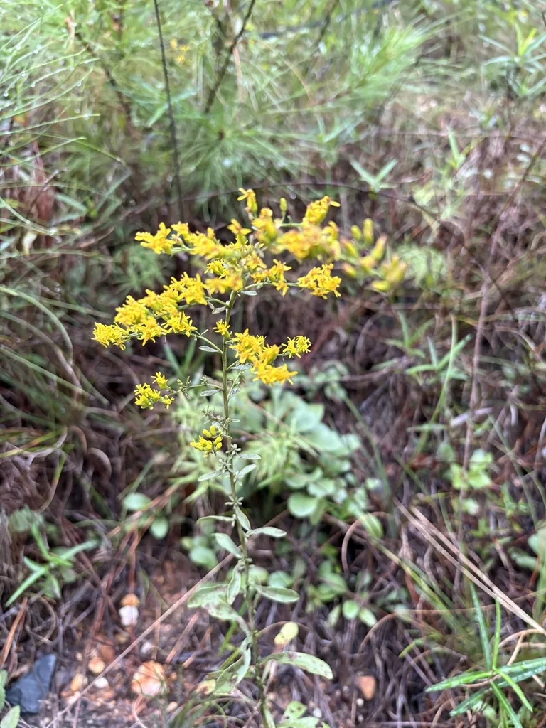 Solidago Nemoralis